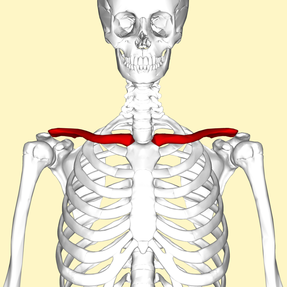 Clavicular portrait
