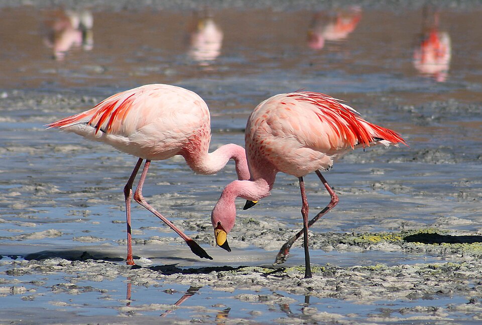 Flamingo portrait