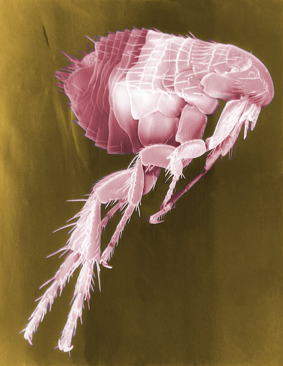 Flea portrait