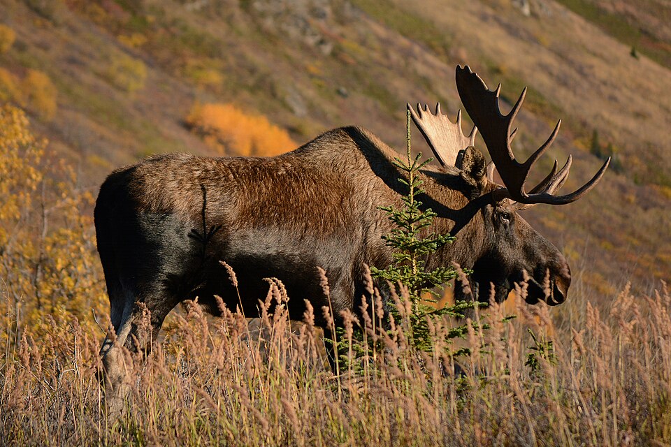 Moose portrait