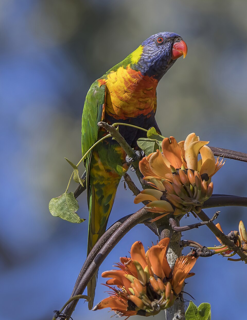 Parrot portrait