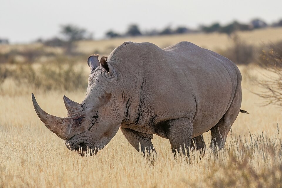 Rhino portrait
