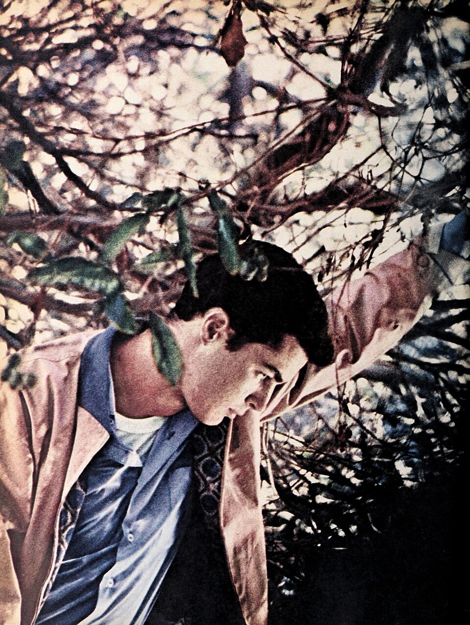 Richard Beymer portrait